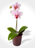 LIGIA REGINA LIMA VENTURIN